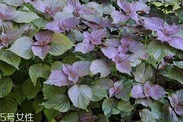 紫蘇葉能包餃子嗎？紫蘇葉可以包餃子