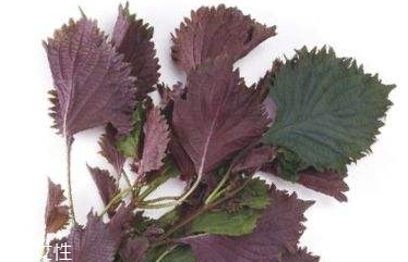 紫蘇葉能減肥嗎？紫蘇葉能減肥