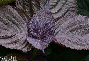 紫蘇葉能減肥嗎？紫蘇葉能減肥