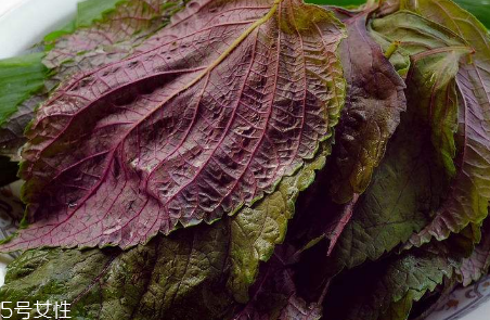 紫蘇葉能治感冒嗎？紫蘇葉能治感冒