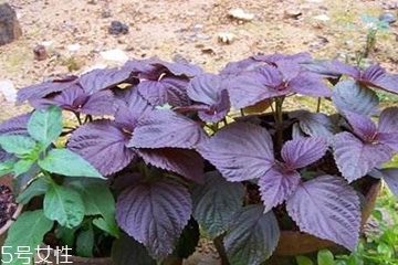 紫蘇葉能生吃嗎？紫蘇葉可以生吃