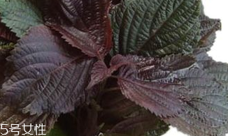 紫蘇葉能生吃嗎？紫蘇葉可以生吃