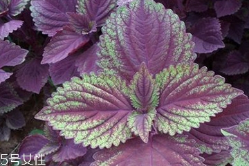 紫蘇葉可以給寶寶敷臉嗎？紫蘇葉不能給寶寶敷臉