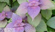 紫蘇葉可以給寶寶敷臉嗎？紫蘇葉不能給寶寶敷臉