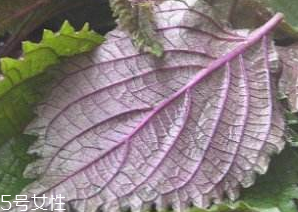 紫蘇葉吃了會上火嗎？紫蘇葉吃了不會上火