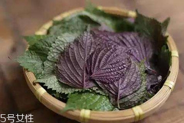 紫蘇葉吃了會上火嗎？紫蘇葉吃了不會上火