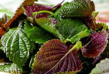 紫蘇葉吃了會上火嗎？紫蘇葉吃了不會上火