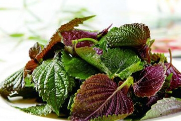 紫蘇葉的熱量 紫蘇葉的熱量高嗎？