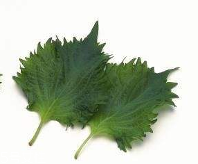 紫蘇葉的熱量 紫蘇葉的熱量高嗎？