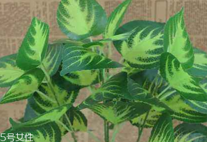 紫蘇葉的熱量 紫蘇葉的熱量高嗎？