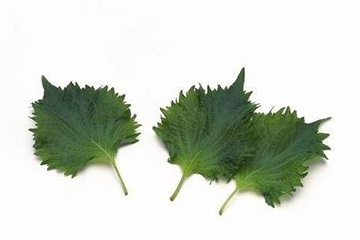 紫蘇葉和艾葉的區(qū)別 紫蘇葉和艾葉有什么區(qū)別？