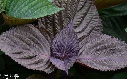 紫蘇葉和艾葉的區(qū)別 紫蘇葉和艾葉有什么區(qū)別？