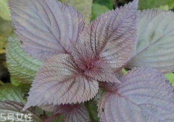 紫蘇葉和艾葉的區(qū)別 紫蘇葉和艾葉有什么區(qū)別？