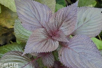 紫蘇葉能吃嗎？紫蘇葉好吃嗎？