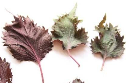 紫蘇葉的選購技法 紫蘇葉怎么挑選？