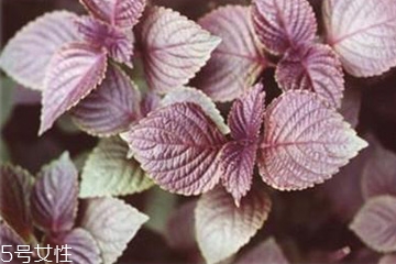 紫蘇葉能泡腳嗎？紫蘇葉和什么能泡腳？