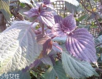 紫蘇葉能泡腳嗎？紫蘇葉和什么能泡腳？