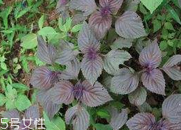 紫蘇葉能泡腳嗎？紫蘇葉和什么能泡腳？