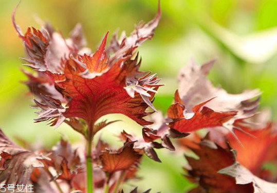 紫蘇葉是發(fā)物嗎？皮膚過敏的人能吃紫蘇葉嗎