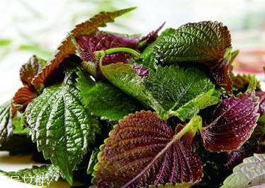 紫蘇葉是發(fā)物嗎？皮膚過敏的人能吃紫蘇葉嗎