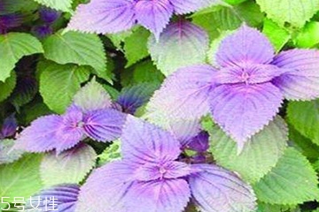 紫蘇葉是發(fā)物嗎？皮膚過敏的人能吃紫蘇葉嗎