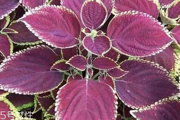 紫蘇葉怎么煮水？紫蘇葉能煮水嗎？