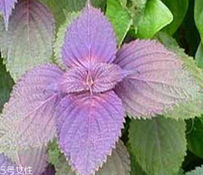 紫蘇葉怎么煮水？紫蘇葉能煮水嗎？