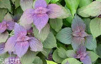 紫蘇葉怎么煮水？紫蘇葉能煮水嗎？