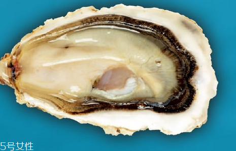 生蠔小孩可以吃嗎？兒童是否適合吃生蠔？