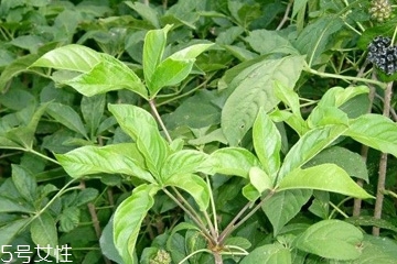 刺五加是什么？什么是刺五加？