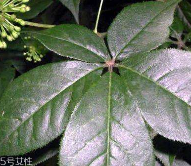 刺五加是什么？什么是刺五加？