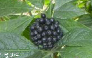 刺五加是什么？什么是刺五加？