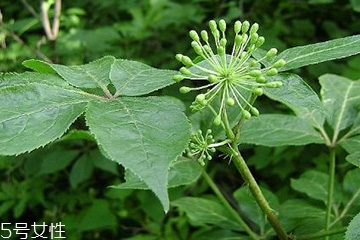 刺五加可以炒雞蛋嗎？刺五加怎么炒雞蛋？