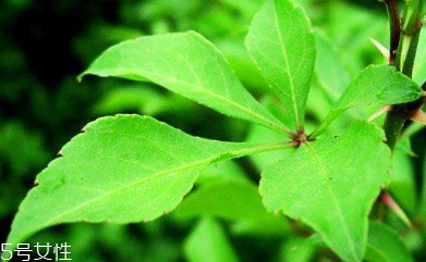 刺五加可以炒雞蛋嗎？刺五加怎么炒雞蛋？