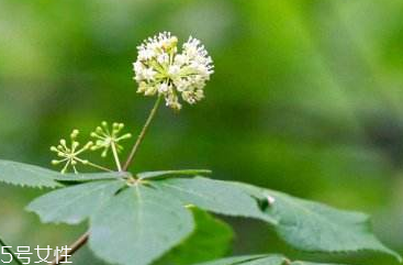 刺五加可以炒雞蛋嗎？刺五加怎么炒雞蛋？