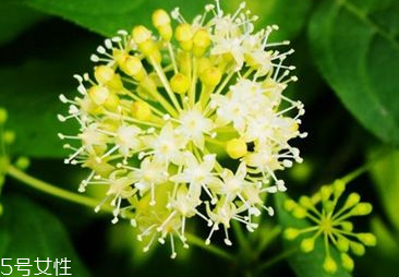 刺五加是寒性的嗎？刺五加不是寒性的