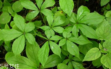 刺五加是寒性的嗎？刺五加不是寒性的