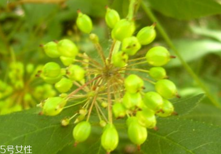 刺五加的別名 刺五加還有其他的名字嗎？