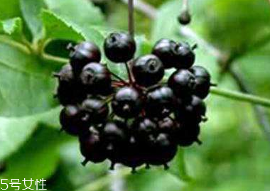 刺五加的別名 刺五加還有其他的名字嗎？