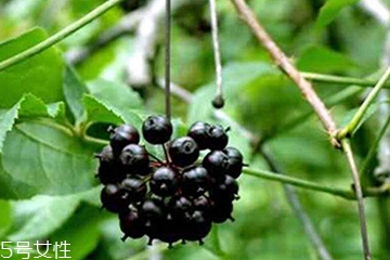 刺五加能治失眠嗎？刺五加能治療動脈硬化嗎？