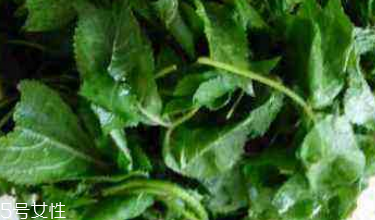 刺五加能治失眠嗎？刺五加能治療動脈硬化嗎？