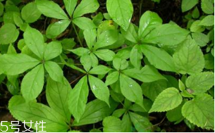 刺五加能治失眠嗎？刺五加能治療動脈硬化嗎？