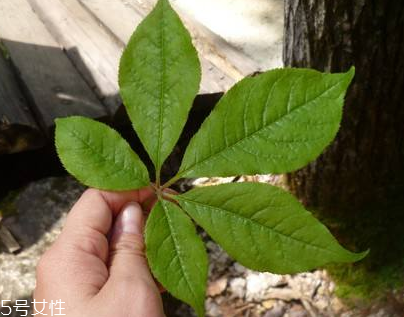 刺五加能做菜嗎？刺五加怎么做菜？