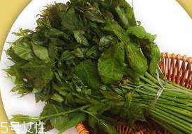 刺五加能生吃嗎？刺五加不能生吃