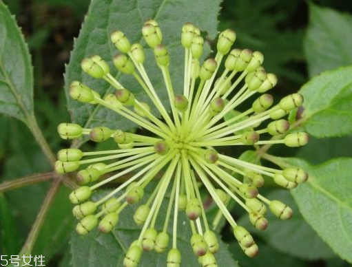 刺五加能生吃嗎？刺五加不能生吃