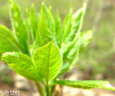 刺五加和枸杞泡水好嗎？刺五加能和枸杞泡水嗎？