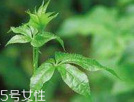 刺五加和枸杞泡水好嗎？刺五加能和枸杞泡水嗎？