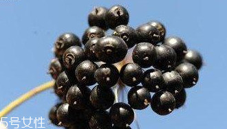 刺五加能給孕婦吃嗎？孕婦能吃刺五加嗎？