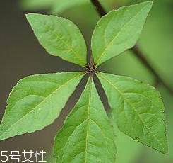 刺五加能給孕婦吃嗎？孕婦能吃刺五加嗎？