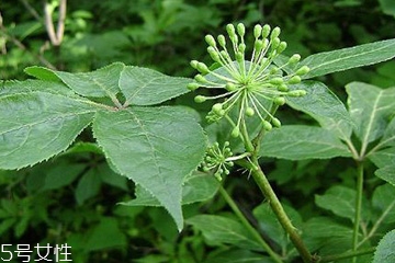 刺五加的最佳搭配 刺五加搭配什么最好？